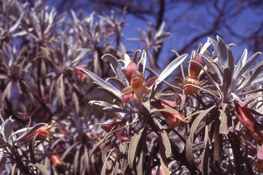 APII jpeg image of Eremophila macmillaniana  © contact APII