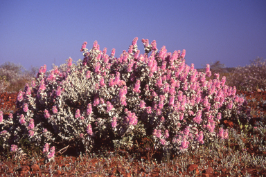 APII jpeg image of Ptilotus rotundifolius  © contact APII