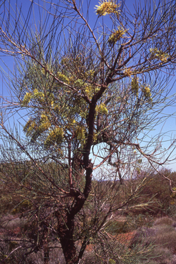 APII jpeg image of Hakea lorea subsp. lorea  © contact APII