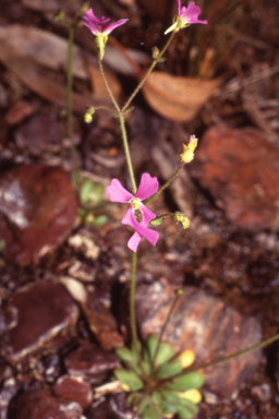 APII jpeg image of Stylidium weeliwolli  © contact APII