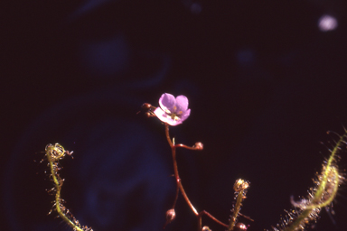 APII jpeg image of Drosera finlaysoniana  © contact APII