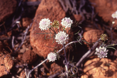 APII jpeg image of Trachymene pilbarensis  © contact APII