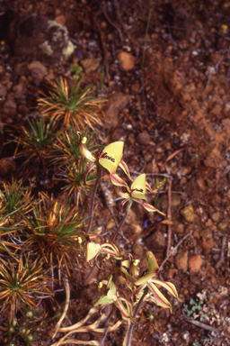 APII jpeg image of Caladenia roei  © contact APII