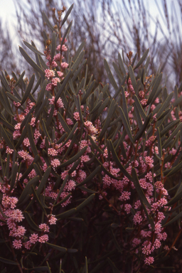 APII jpeg image of Hakea erecta  © contact APII