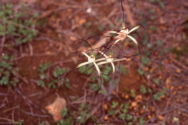 APII jpeg image of Caladenia vulgata  © contact APII