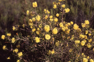 APII jpeg image of Melaleuca pungens  © contact APII