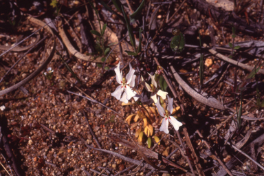 APII jpeg image of Stylidium emarginatum  © contact APII