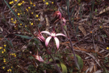 APII jpeg image of Caladenia hirta  © contact APII