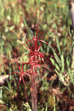 APII jpeg image of Caladenia filifera  © contact APII