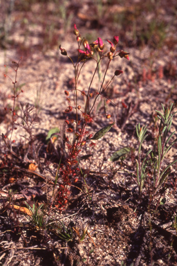 APII jpeg image of Drosera basifolia  © contact APII