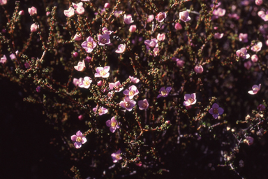 APII jpeg image of Boronia coerulescens  © contact APII