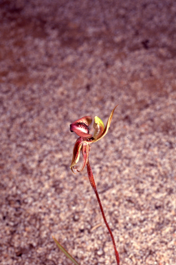 APII jpeg image of Caladenia voigtii  © contact APII