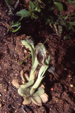 APII jpeg image of Pterostylis spathulata  © contact APII