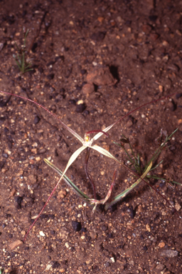 APII jpeg image of Caladenia microchila  © contact APII