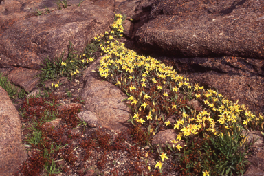 APII jpeg image of Caladenia flava subsp. flava  © contact APII