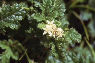 APII jpeg image of Commersonia parviflora  © contact APII