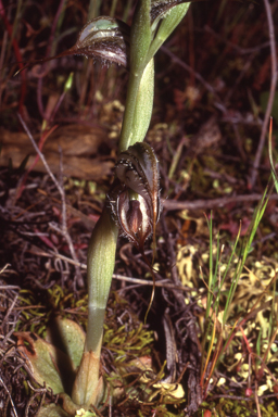 APII jpeg image of Pterostylis spathulata  © contact APII