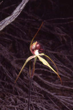 APII jpeg image of Caladenia heberleana  © contact APII