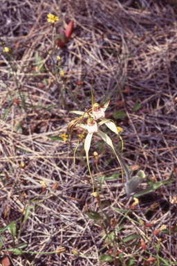 APII jpeg image of Caladenia longicauda subsp. rigidula  © contact APII