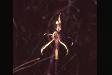 APII jpeg image of Caladenia barbarossa  © contact APII