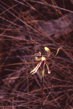 APII jpeg image of Caladenia barbarossa  © contact APII