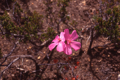 APII jpeg image of Drosera menziesii  © contact APII