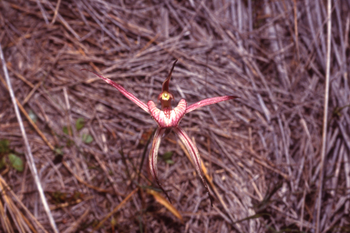 APII jpeg image of Caladenia x lavandulacea  © contact APII