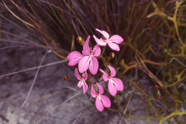 APII jpeg image of Stylidium macranthum  © contact APII