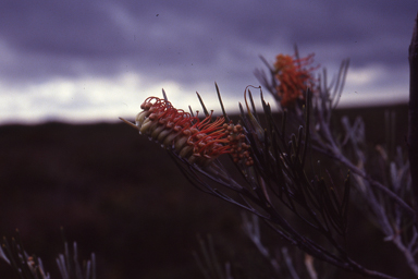 APII jpeg image of Grevillea baxteri  © contact APII