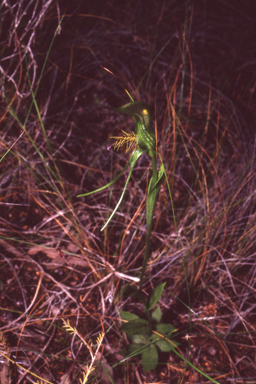 APII jpeg image of Pterostylis turfosa  © contact APII