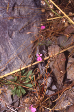 APII jpeg image of Stylidium semipartitum  © contact APII