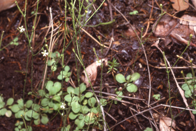 APII jpeg image of Stylidium accedens  © contact APII