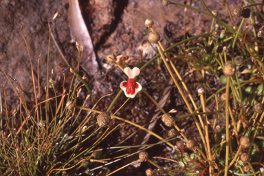 APII jpeg image of Utricularia fulva  © contact APII