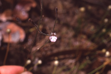 APII jpeg image of Stylidium schizanthum  © contact APII