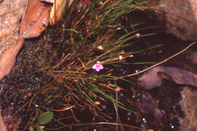 APII jpeg image of Utricularia arnhemica  © contact APII