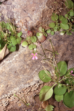 APII jpeg image of Stylidium osculum  © contact APII