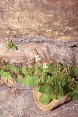 APII jpeg image of Stylidium  © contact APII