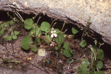 APII jpeg image of Stylidium  © contact APII