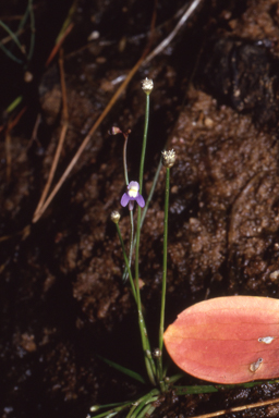 APII jpeg image of Utricularia limosa  © contact APII