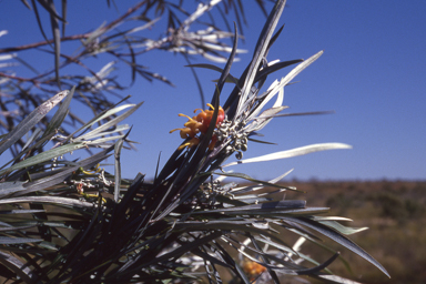 APII jpeg image of Grevillea refracta  © contact APII