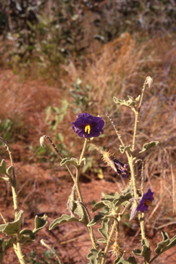 APII jpeg image of Solanum succosum  © contact APII