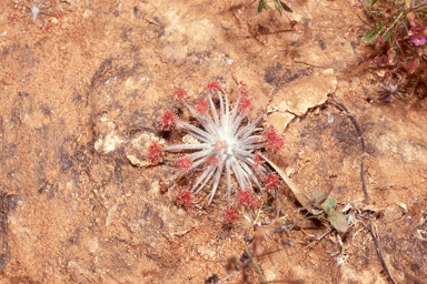 APII jpeg image of Drosera petiolaris  © contact APII