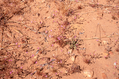 APII jpeg image of Stylidium adenophorum  © contact APII