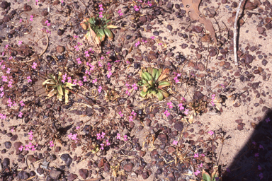 APII jpeg image of Stylidium multiscapum  © contact APII