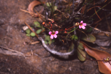 APII jpeg image of Stylidium dunlopianum  © contact APII