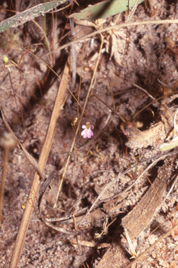 APII jpeg image of Stylidium ericksoniae  © contact APII