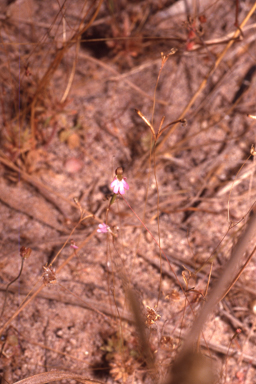 APII jpeg image of Stylidium ericksoniae  © contact APII