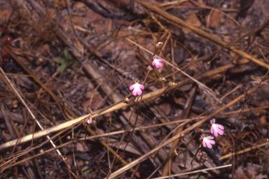 APII jpeg image of Stylidium schizanthum  © contact APII