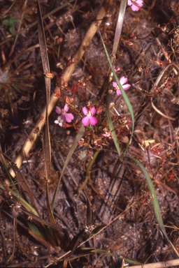 APII jpeg image of Stylidium turbinatum  © contact APII