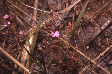 APII jpeg image of Stylidium turbinatum  © contact APII